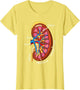 Kidney Anatomy Nephrology Dialysis Nurse