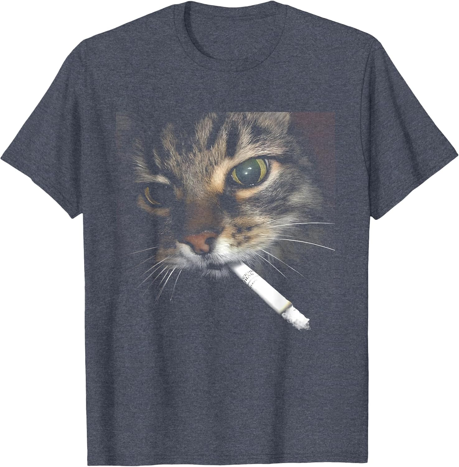 Cat Photo