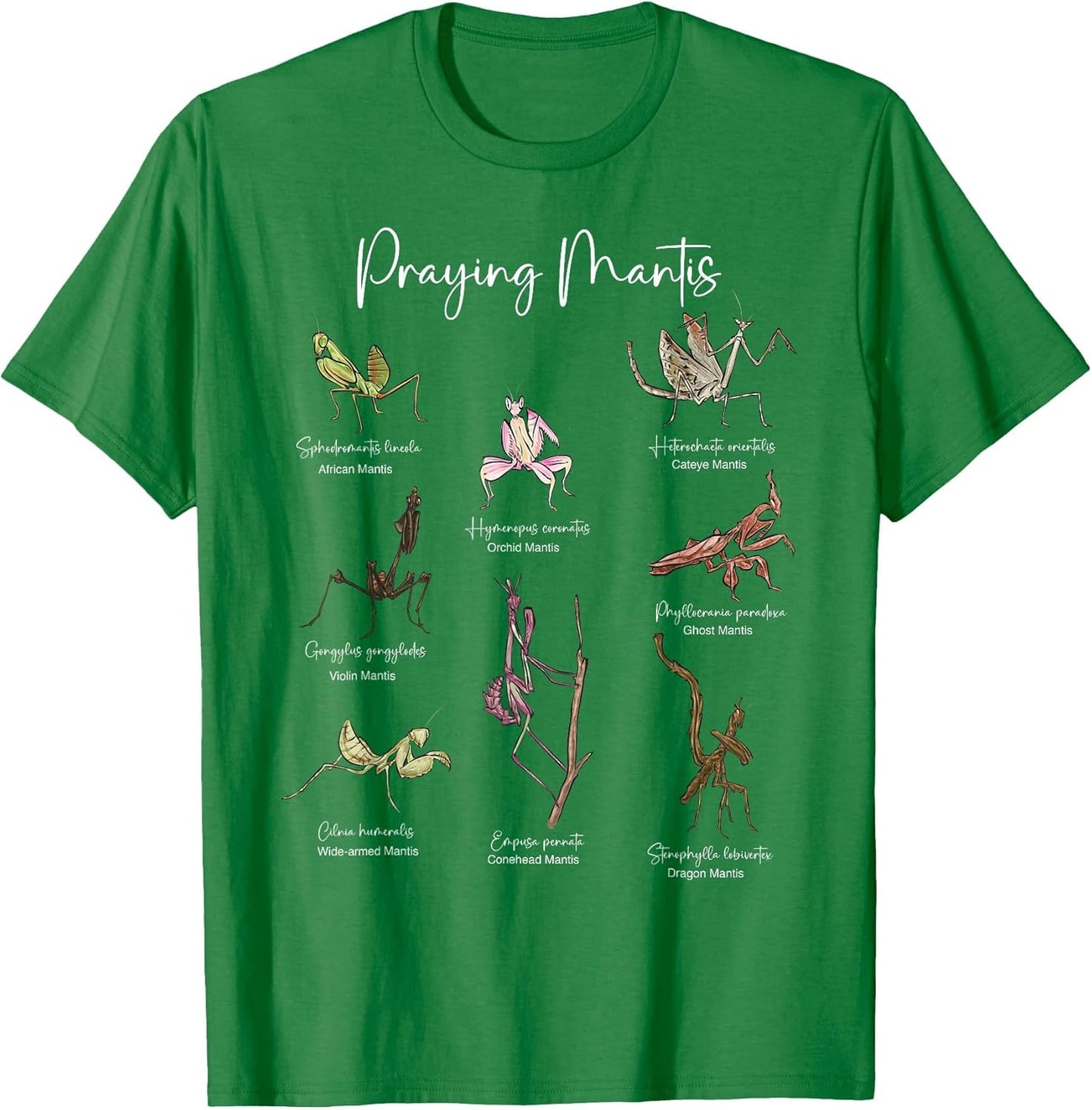 Types of Praying Mantis Insect Collector Entomologist