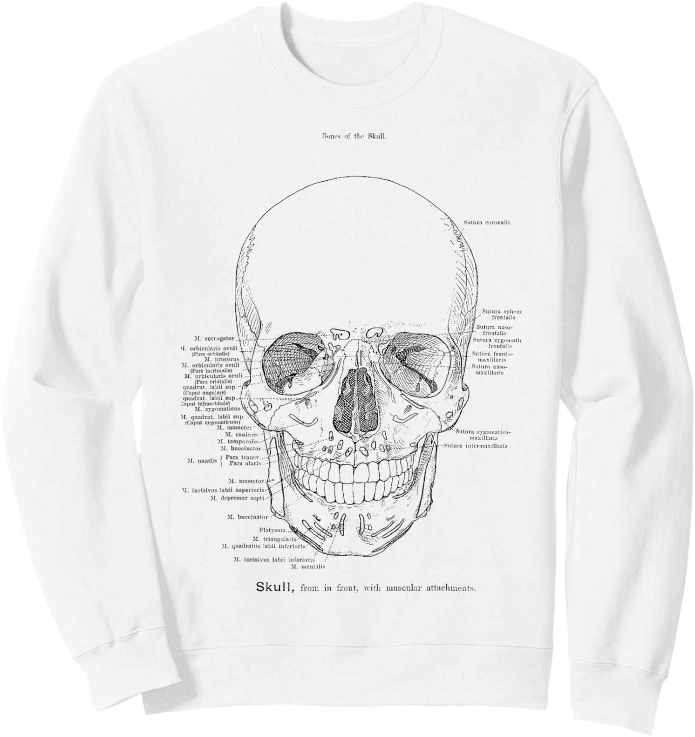 Skull Anatomy Model The Human Skull Anatomical Chart Sweatshirt - Sweatshirt | White