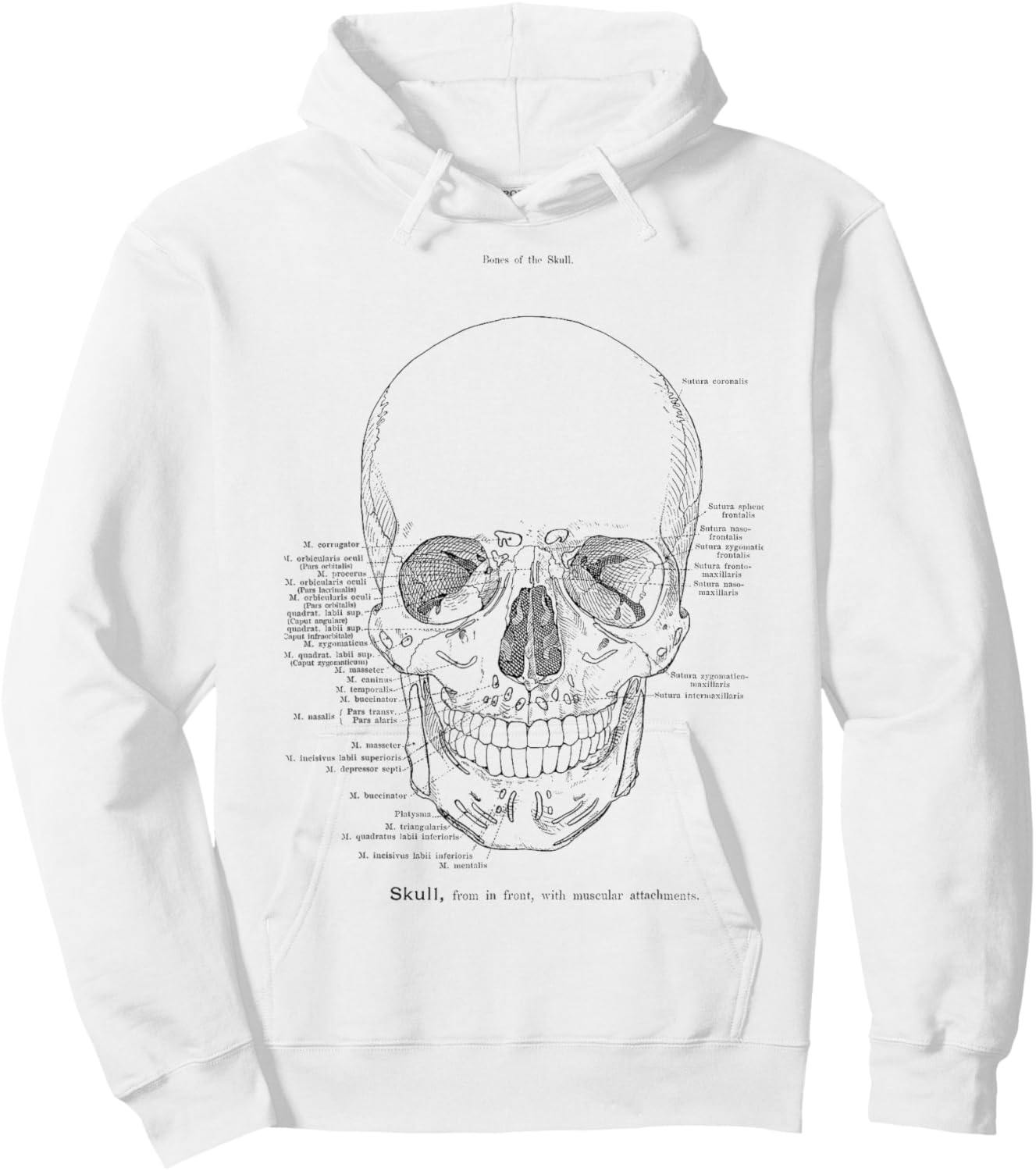 Skull Anatomy Model The Human Skull Anatomical Chart Hoodie - Hoodie | White